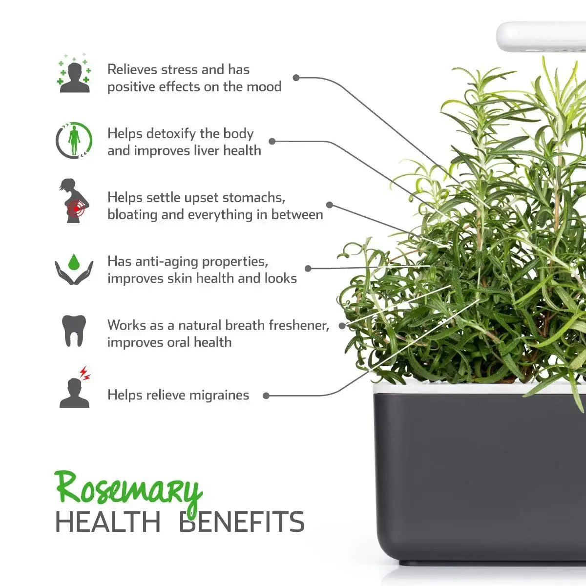 Click & Grow - Smart Garden Refill Rosemary - Starter do Uprawy z Nasionami - Rozmaryn Lekarski