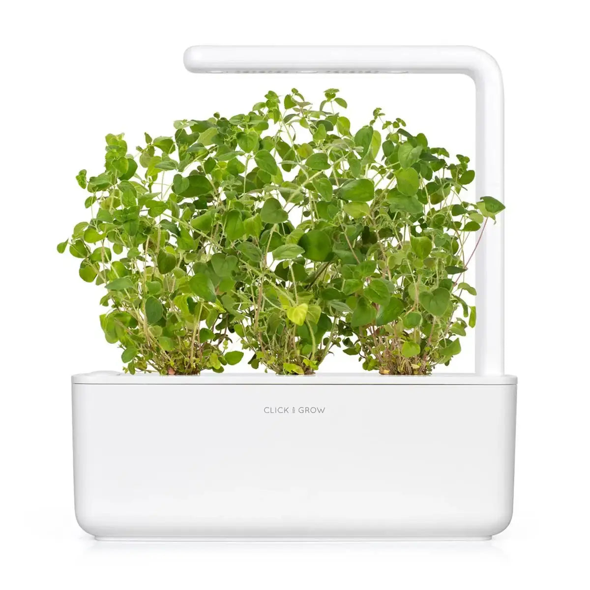 Click & Grow - Smart Garden Refill Oregano - Starter do Uprawy z Nasionami - Lebiodka Pospolita