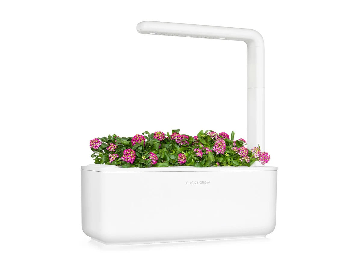 Click & Grow - Smart Garden Refill Sweet Alyssum - Starter do Uprawy z Nasionami - Lobularia Nadmorska