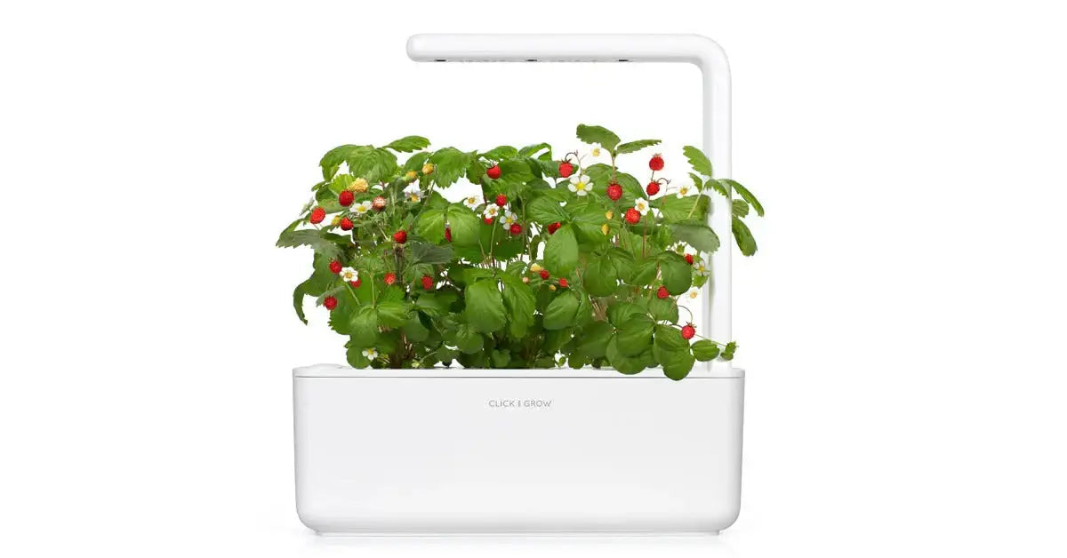 Click & Grow - Smart Garden Refill Wild Strawberry - Starter do Uprawy z Nasionami - Poziomka Pospolita