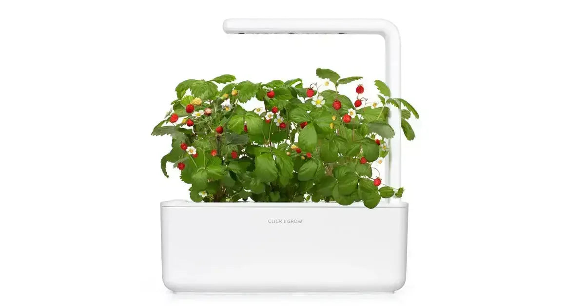 Click & Grow - Smart Garden Refill Wild Strawberry - Starter do Uprawy z Nasionami - Poziomka Pospolita