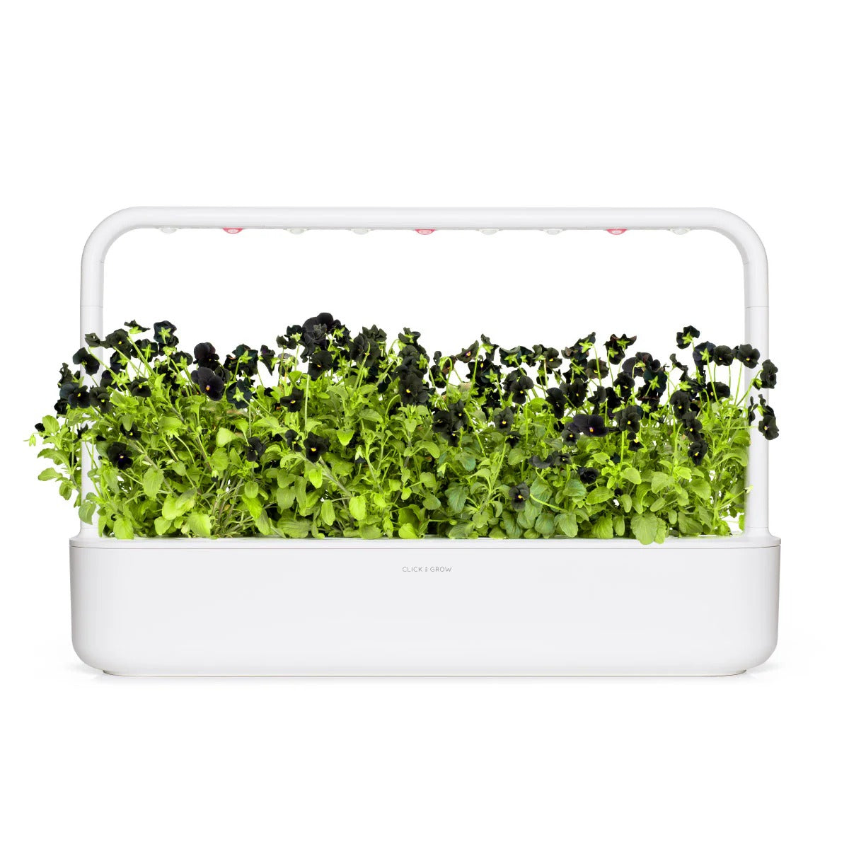 Click & Grow - Smart Garden Refill Black Pansy - Starter do Uprawy z Nasionami - Czarny Fiołek Rogoaty