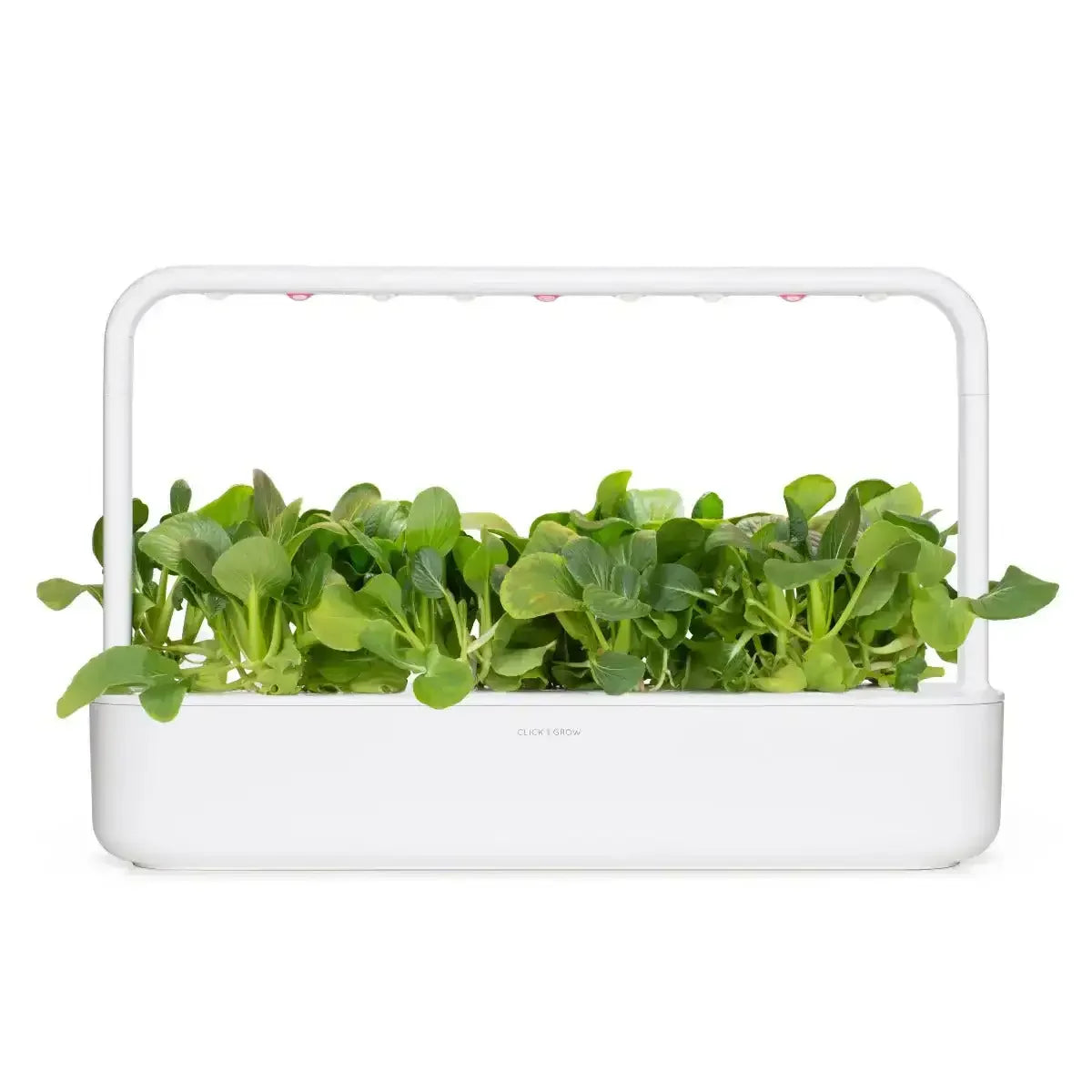 Click & Grow - Smart Garden Refill Pak Choi - Starter do Uprawy z Nasionami - Kapusta Pak Choi