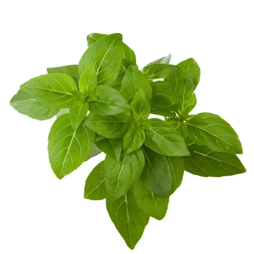 Click & Grow - Smart Garden Refill Dwarf Basil - Starter do Uprawy z Nasionami - Bazylia Karłowata