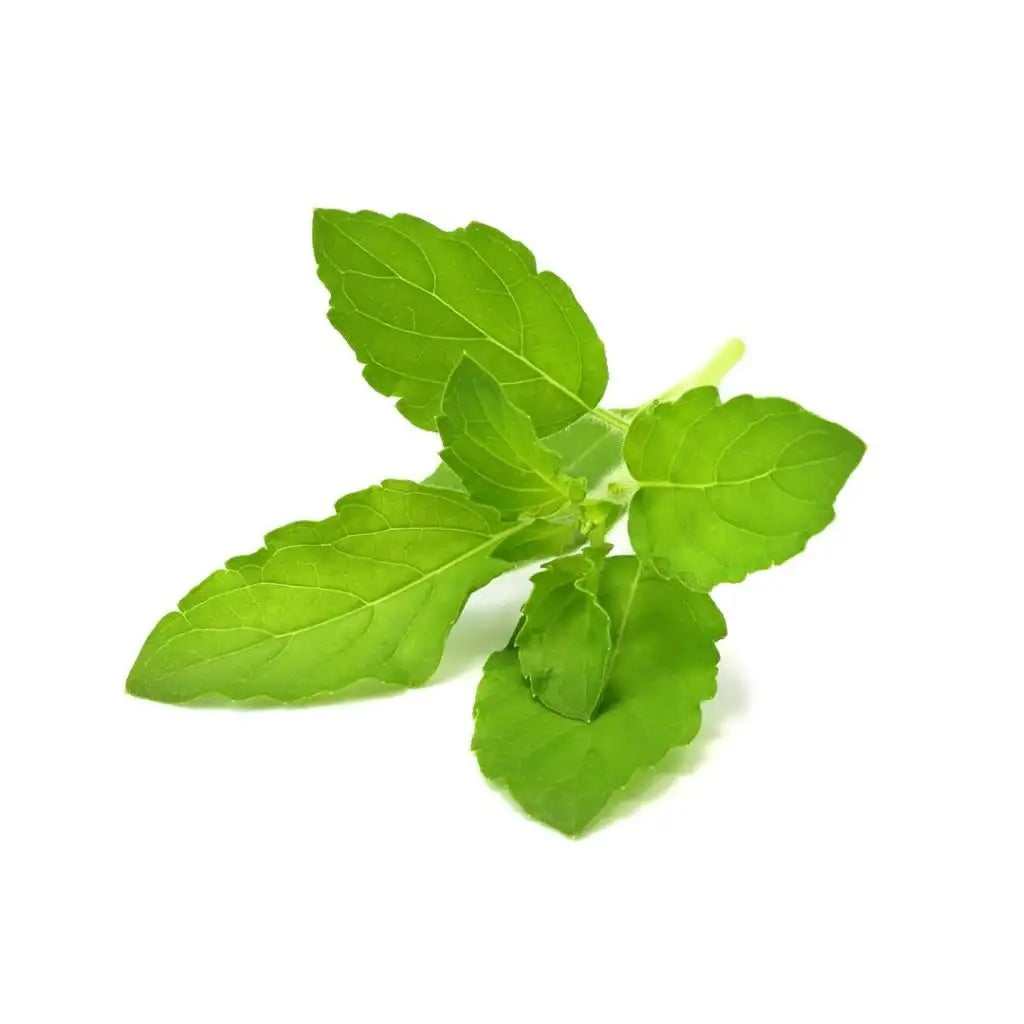 Click & Grow - Smart Garden Refill Holy Basil - Starter do Uprawy z Nasionami - Bazylia Azjatycka Tulsi