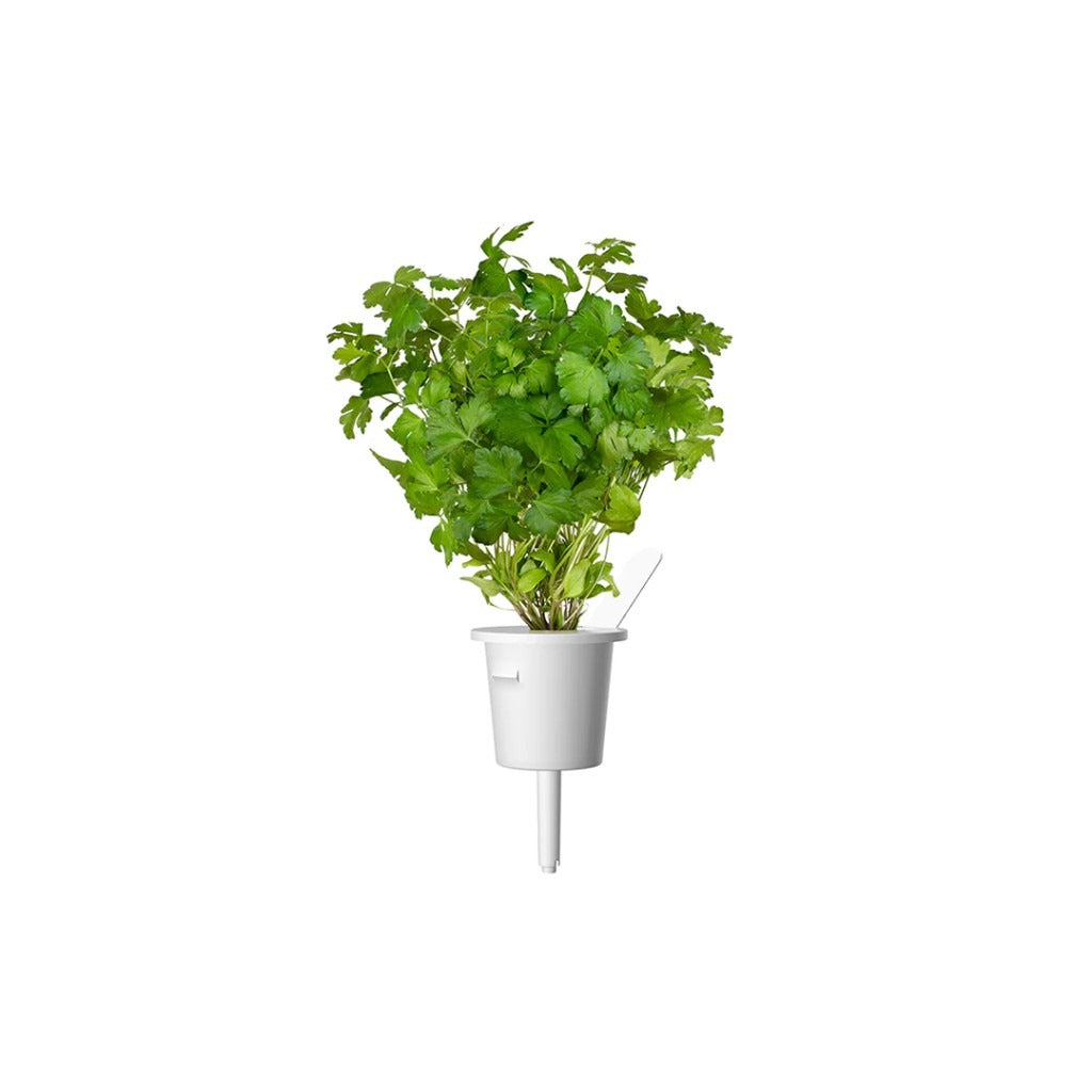 Click & Grow - Smart Garden Refill Common Parsley - Starter do Uprawy z Nasionami - Pietruszka Zwyczajna