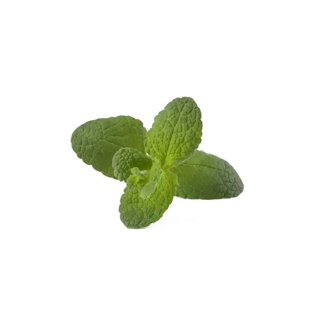 Click & Grow - Smart Garden Refill Apple Mint - Starter do Uprawy z Nasionami - Mięta Jabłkowa