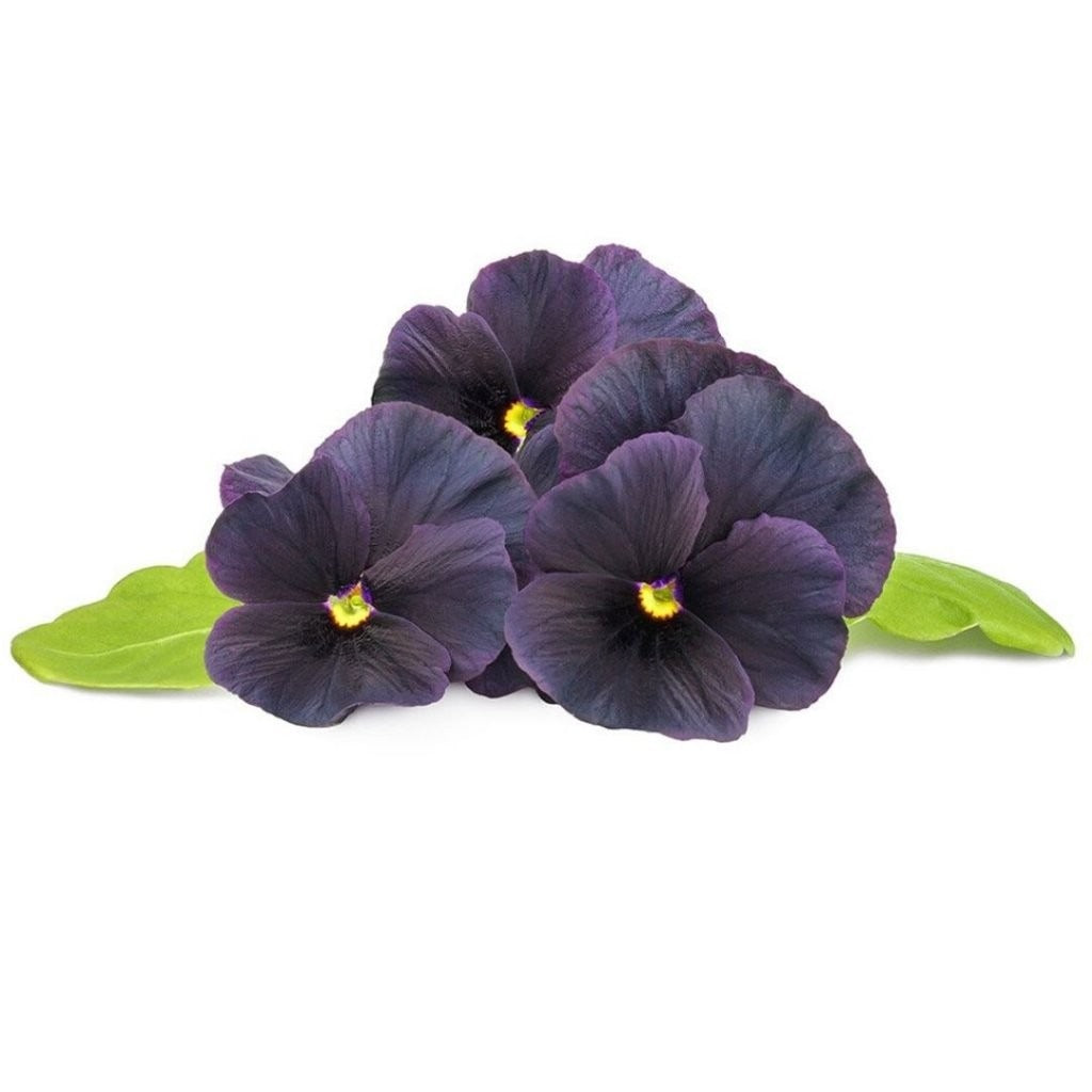 Click & Grow - Smart Garden Refill Black Pansy - Starter do Uprawy z Nasionami - Czarny Fiołek Rogoaty