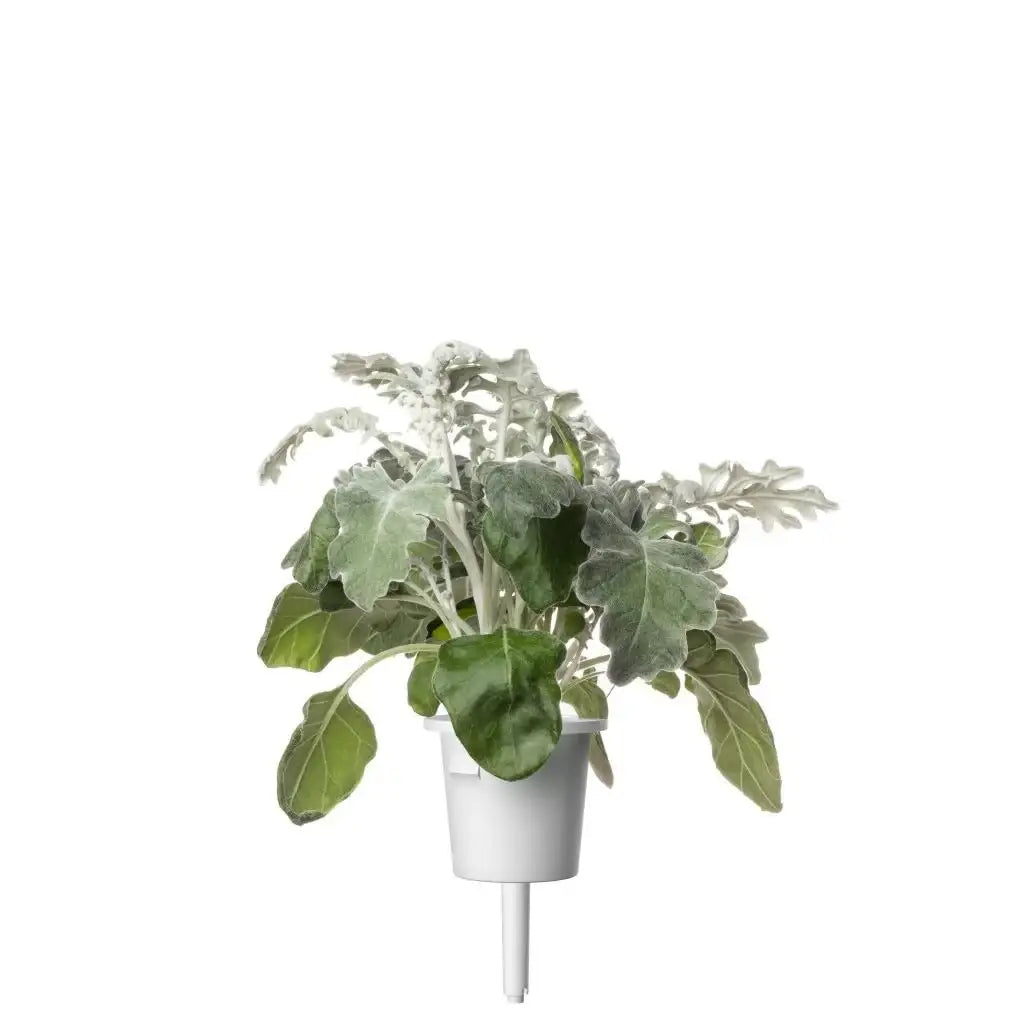 Click & Grow - Smart Garden Refill Dusty Miller - Starter do Uprawy z Nasionami - Starzec Popielny