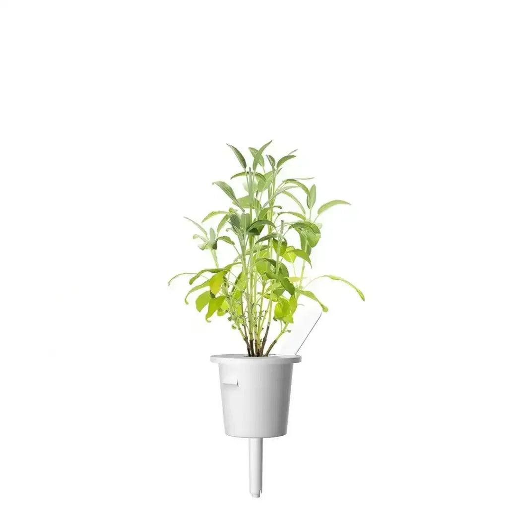 Click & Grow - Smart Garden Refill Garden Sage - Starter do Uprawy z Nasionami - Szałwia Lekarska