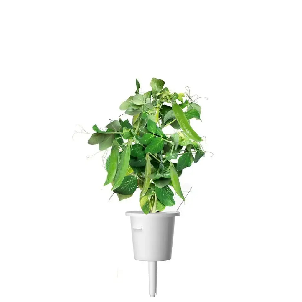 Click & Grow - Smart Garden Refill Dwarf Peas - Starter do Uprawy z Nasionami - Groch Karłowaty