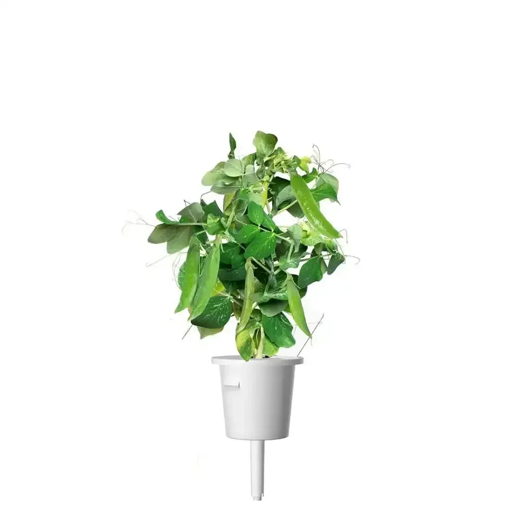 Click & Grow - Smart Garden Refill Dwarf Peas - Starter do Uprawy z Nasionami - Groch Karłowaty