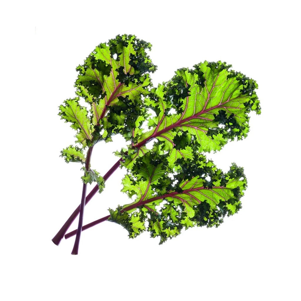 Click & Grow - Smart Garden Refill Red Kale - Starter do Uprawy z Nasionami - Czerwony Jarmuż