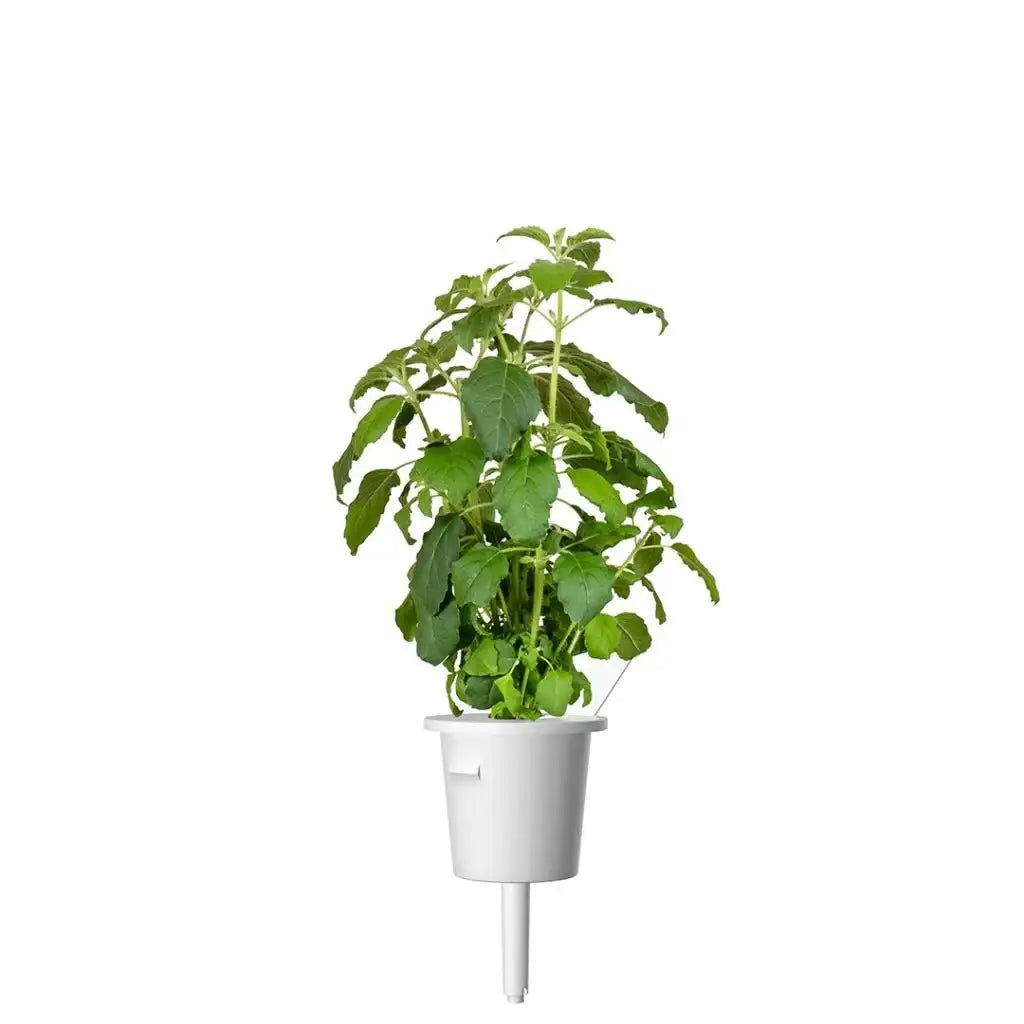 Click & Grow - Smart Garden Refill Holy Basil - Starter do Uprawy z Nasionami - Bazylia Azjatycka Tulsi