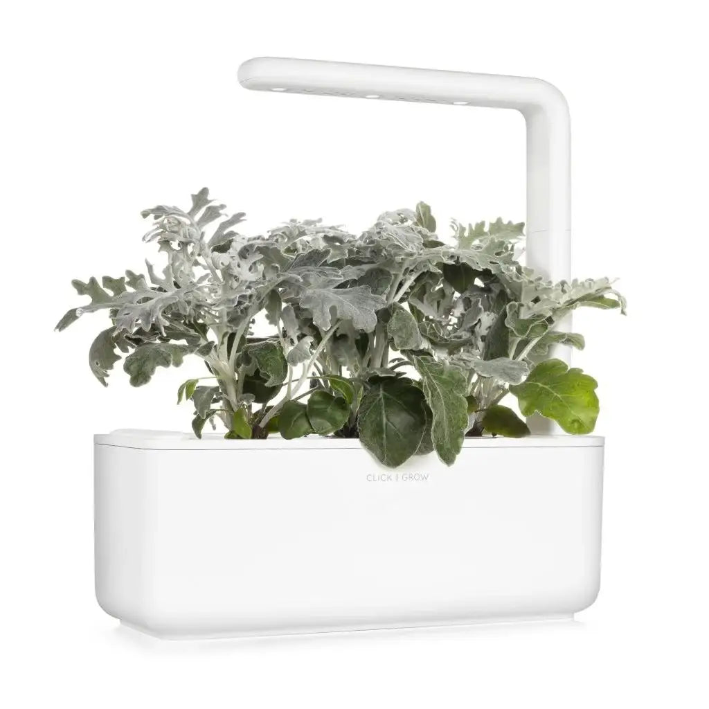 Click & Grow - Smart Garden Refill Dusty Miller - Starter do Uprawy z Nasionami - Starzec Popielny