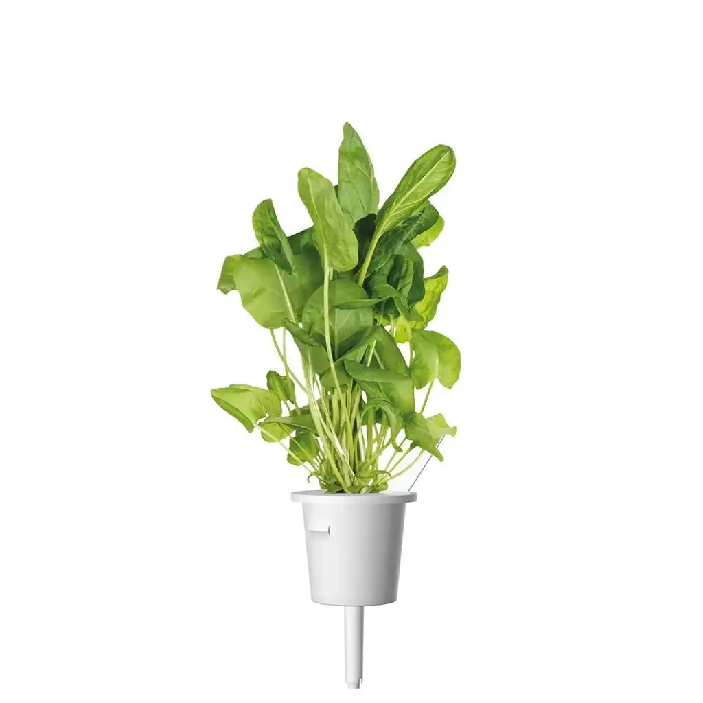 Click & Grow - Smart Garden Refill Green Sorrel - Starter do Uprawy z Nasionami - Szczaw Zwyczajny