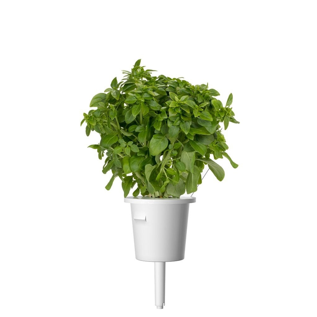 Click & Grow - Smart Garden Refill Dwarf Basil - Starter do Uprawy z Nasionami - Bazylia Karłowata
