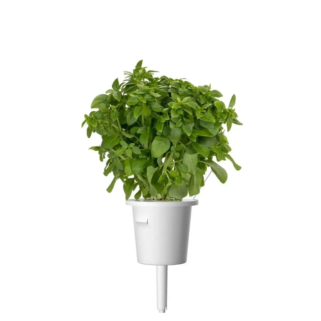 Click & Grow - Smart Garden Refill Dwarf Basil - Starter do Uprawy z Nasionami - Bazylia Karłowata