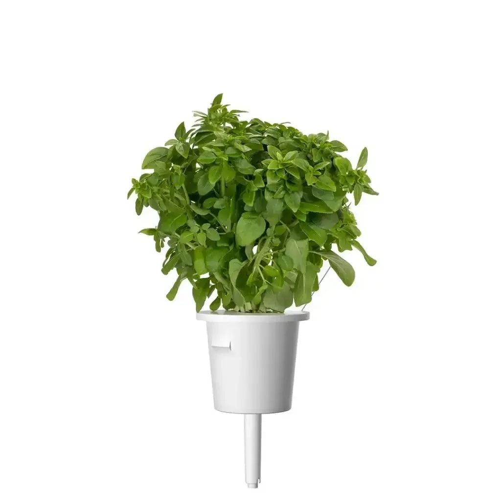 Click & Grow - Smart Garden Refill Dwarf Basil - Starter do Uprawy z Nasionami - Bazylia Karłowata