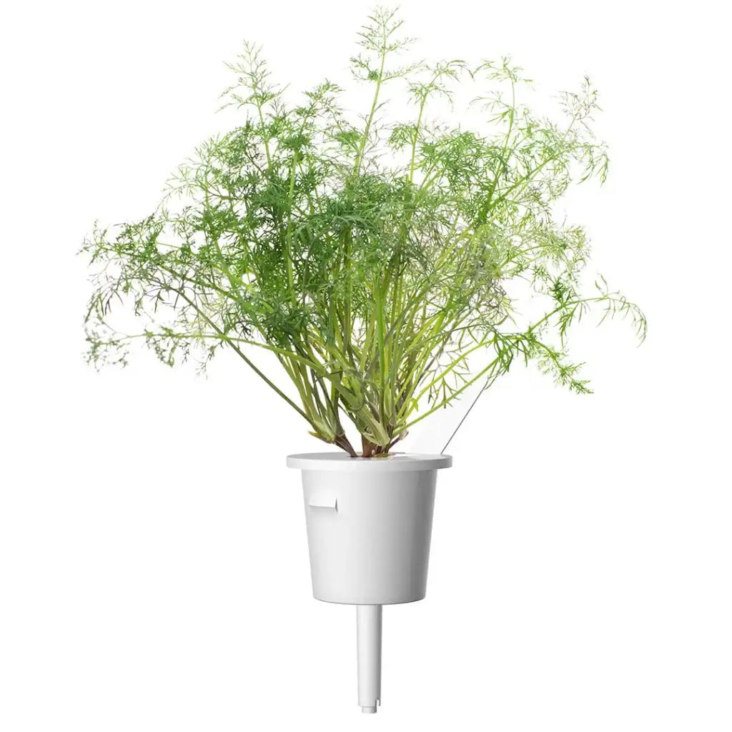 Click & Grow - Smart Garden Refill Dill - Starter do Uprawy z Nasionami - Koperek