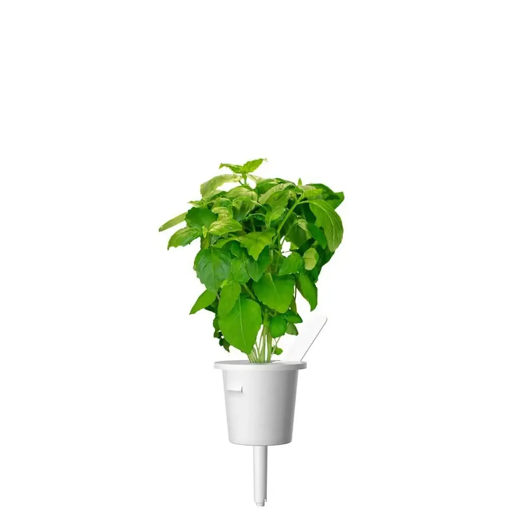 Click & Grow - Smart Garden Refill Cinnamon Basil - Starter do Uprawy z Nasionami - Bazylia Cynamonowa