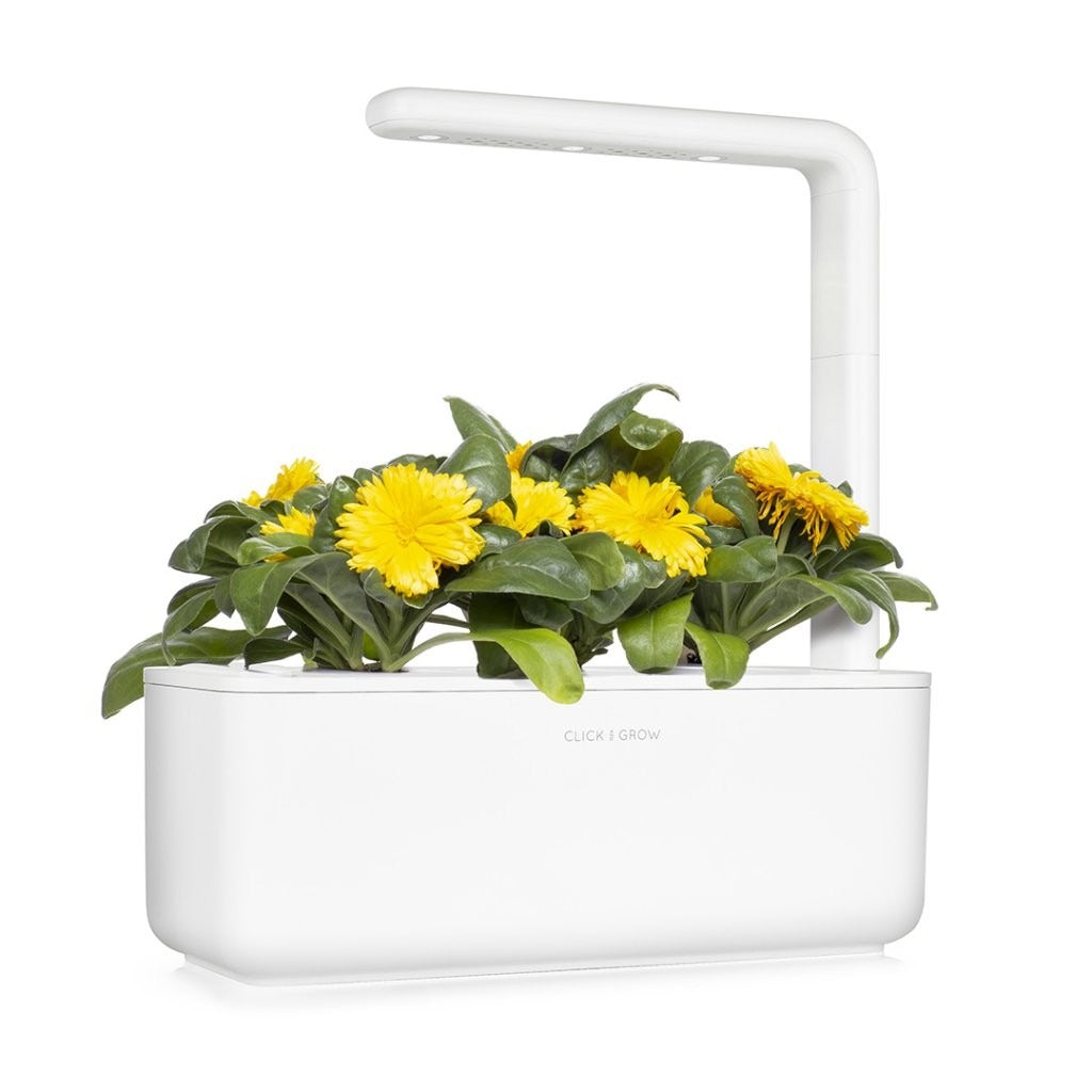 Click & Grow - Smart Garden Refill Calendula - Starter do Uprawy z Nasionami - Nagietek Lekarski