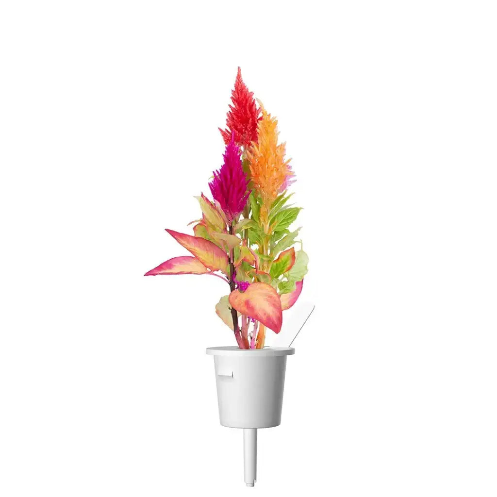 Click & Grow - Smart Garden Refill Cockscomb - Starter do Uprawy z Nasionami - Celozja Srebrzysta