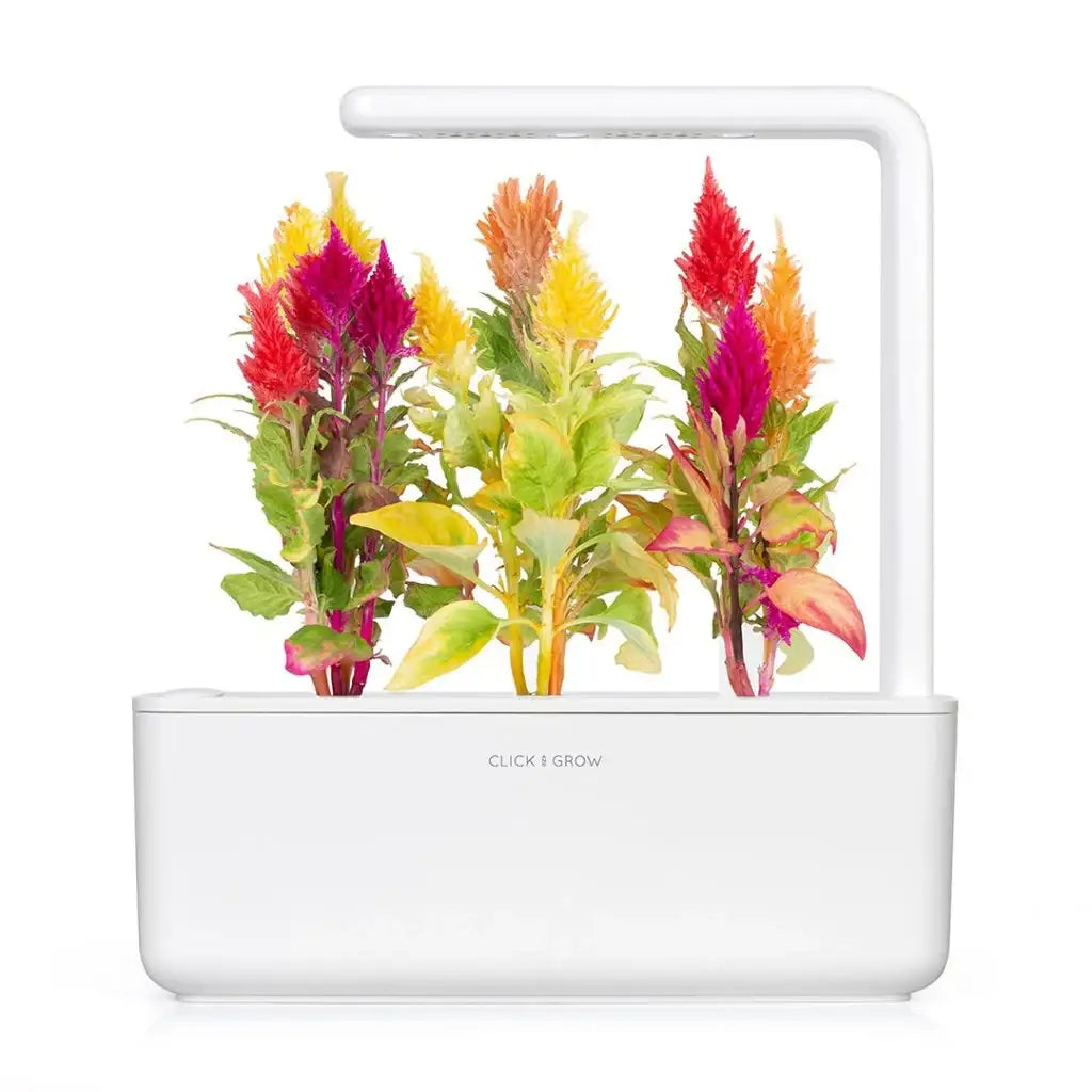 Click & Grow - Smart Garden Refill Cockscomb - Starter do Uprawy z Nasionami - Celozja Srebrzysta