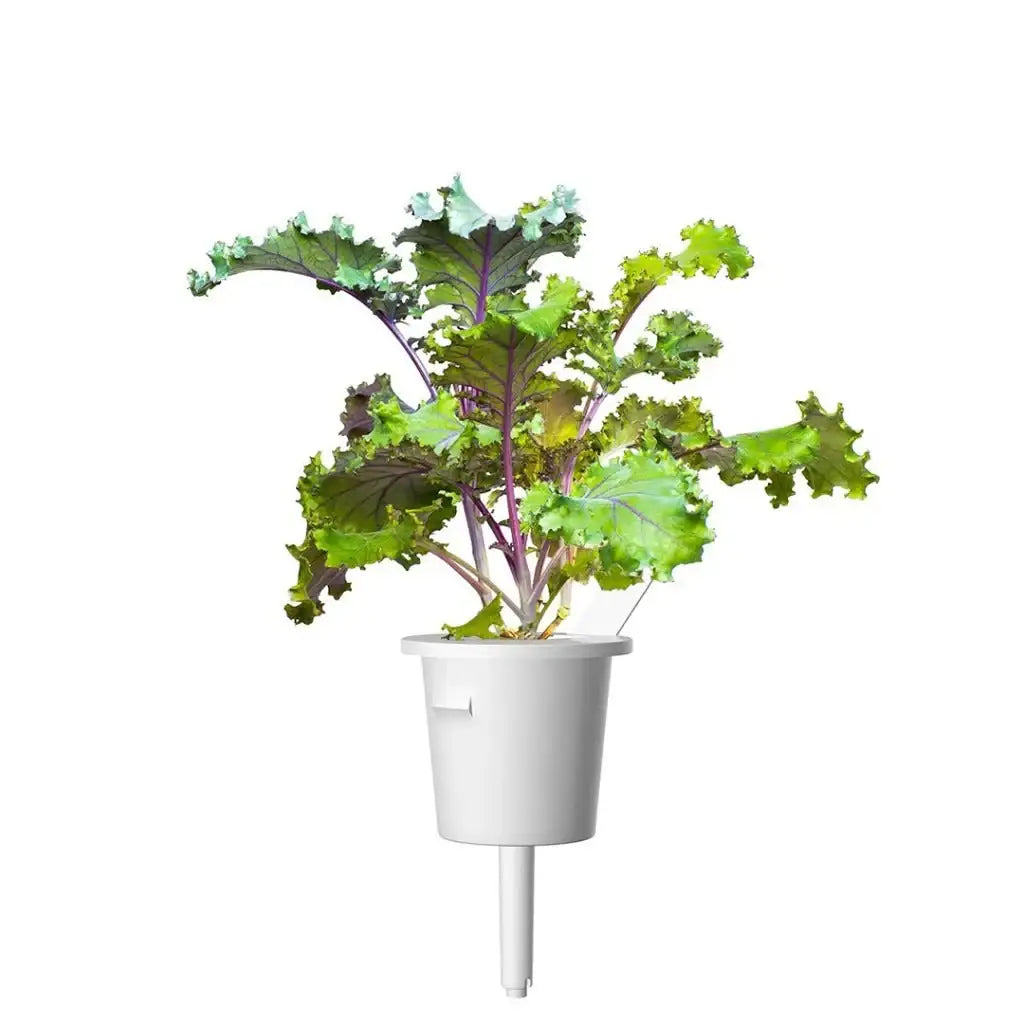 Click & Grow - Smart Garden Refill Red Kale - Starter do Uprawy z Nasionami - Czerwony Jarmuż