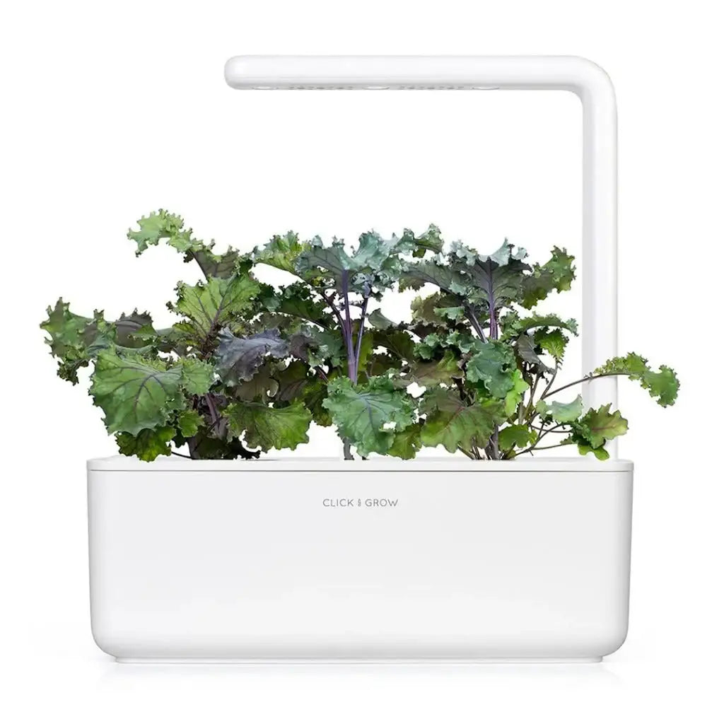Click & Grow - Smart Garden Refill Red Kale - Starter do Uprawy z Nasionami - Czerwony Jarmuż