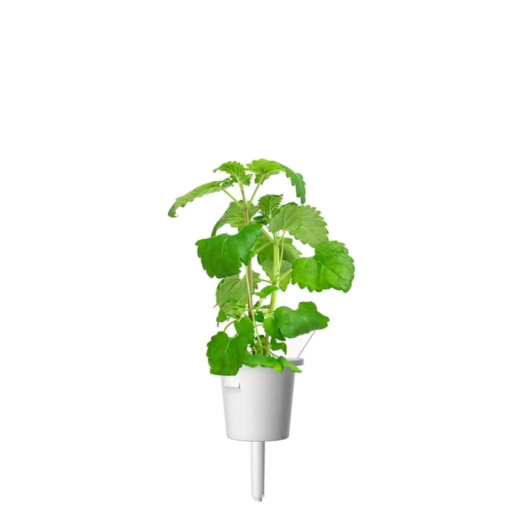 Click & Grow - Smart Garden Refill Catnip - Starter do Uprawy z Nasionami - Kocimiętka