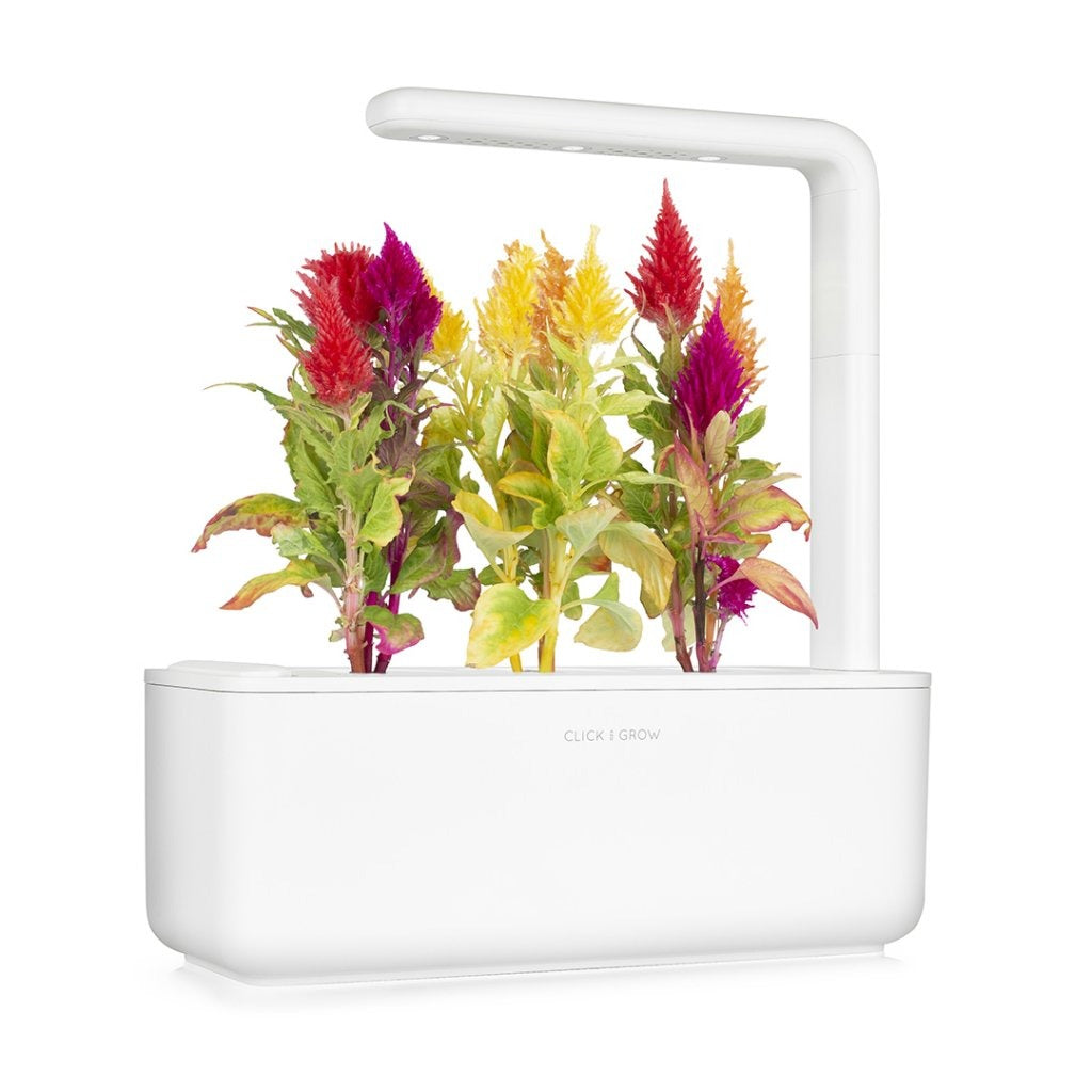 Click & Grow - Smart Garden Refill Cockscomb - Starter do Uprawy z Nasionami - Celozja Srebrzysta