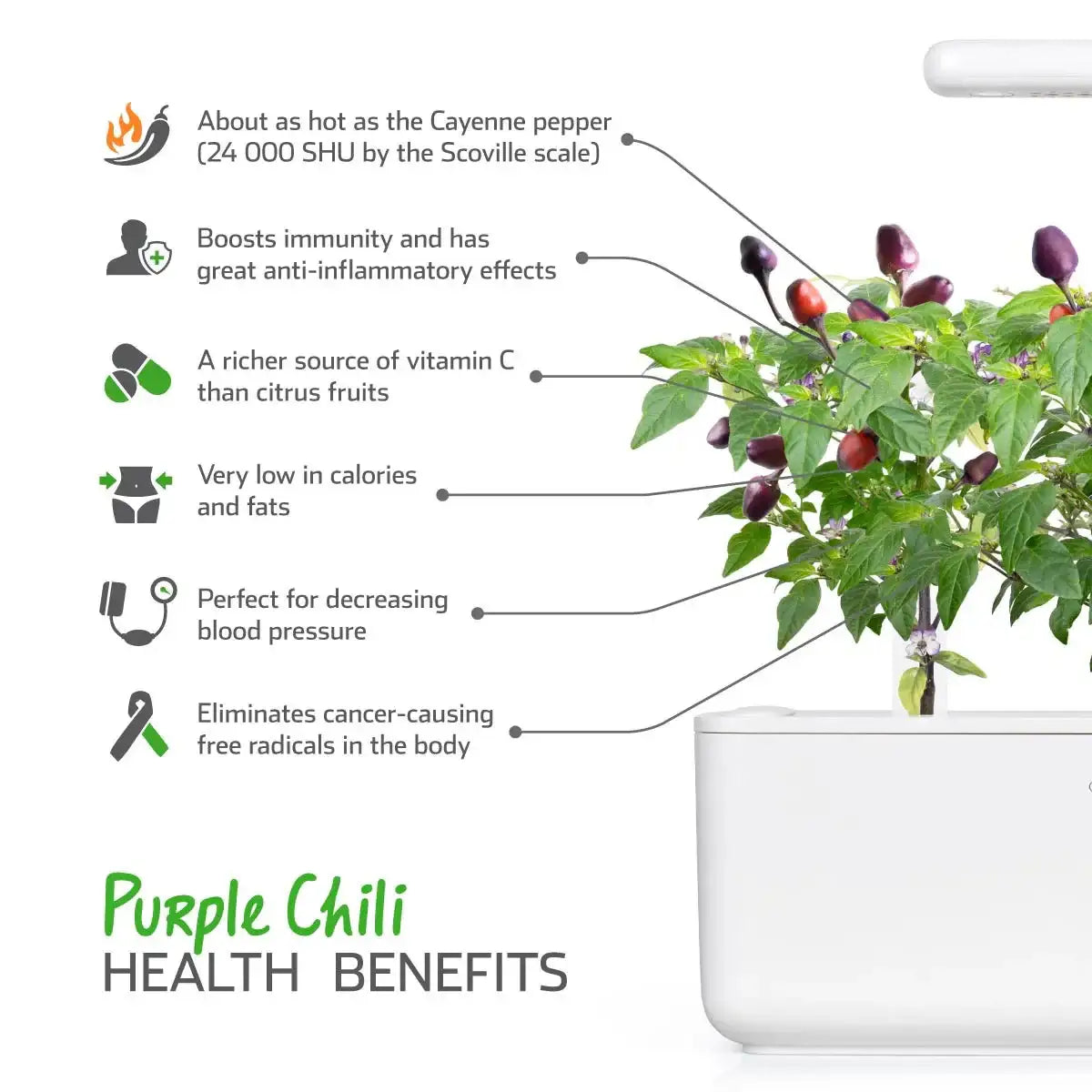 Click & Grow - Smart Garden Refill Purple Chili Pepper - Starter do Uprawy z Nasionami - Fioletowa Papryka Chili