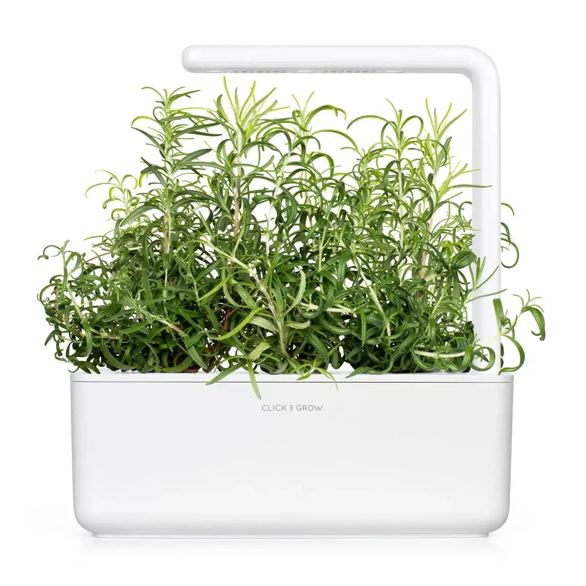 Click & Grow - Smart Garden Refill Rosemary - Starter do Uprawy z Nasionami - Rozmaryn Lekarski