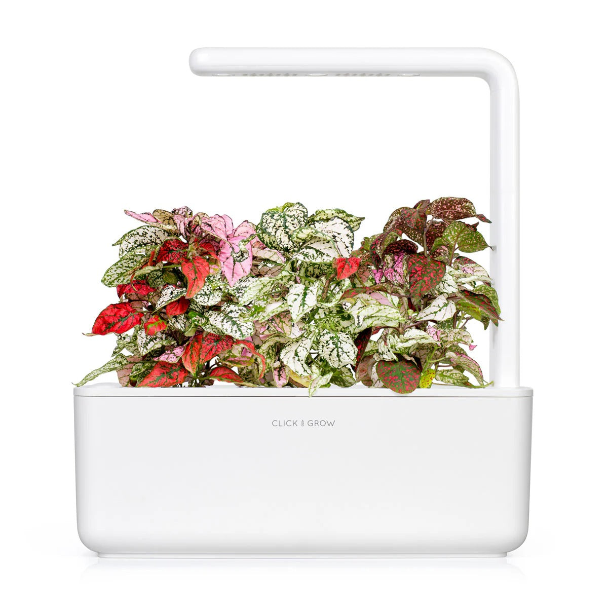 Click & Grow - Smart Garden Refill Polka Dot - Starter do Uprawy z Nasionami - Niedośpian Kłosolistny