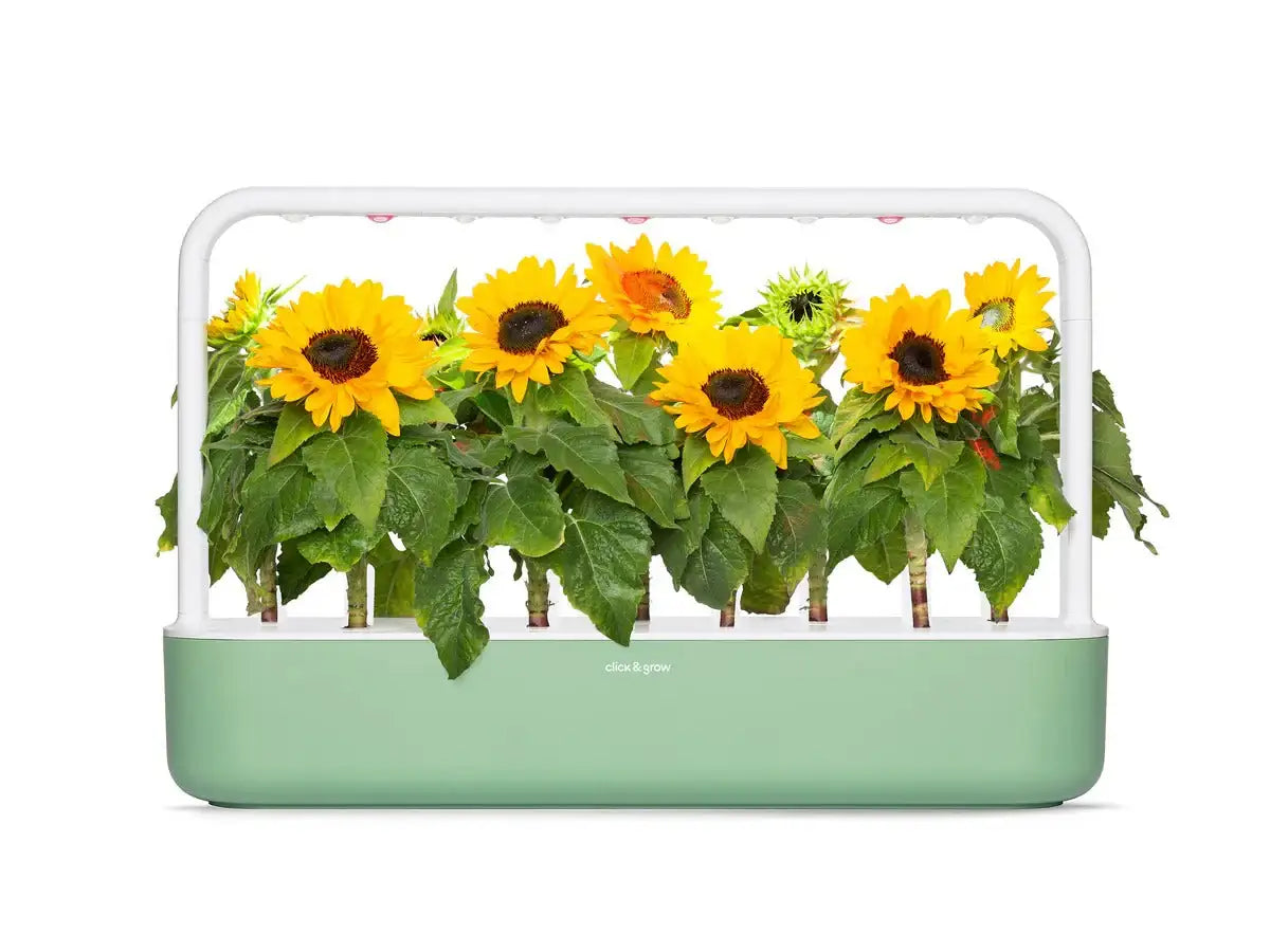 Click & Grow - Smart Garden Refill Mini Sunflower - Starter do Uprawy z Nasionami - Słonecznik Zwyczajny