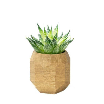 Geometryczna doniczka z drewna z sukulentem, stylowy dodatek do biura lub home office