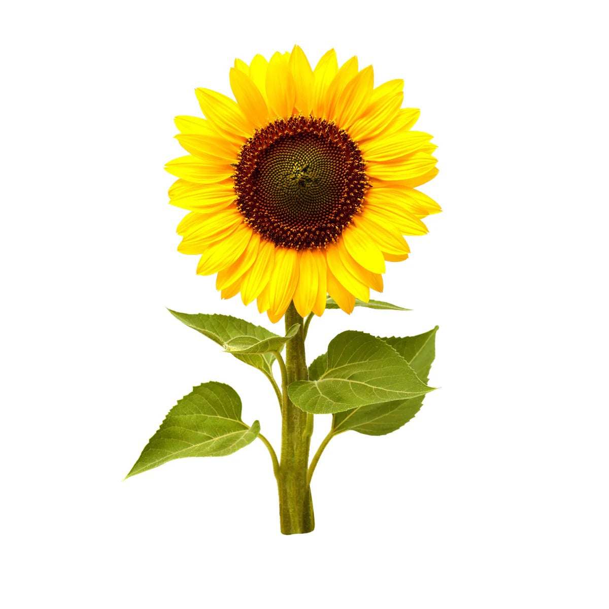 Click & Grow - Smart Garden Refill Mini Sunflower - Starter do Uprawy z Nasionami - Słonecznik Zwyczajny