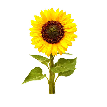 Click & Grow - Smart Garden Refill Mini Sunflower - Starter do Uprawy z Nasionami - Słonecznik Zwyczajny