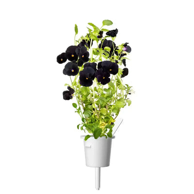 Click & Grow - Smart Garden Refill Black Pansy - Starter do Uprawy z Nasionami - Czarny Fiołek Rogoaty