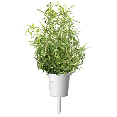 Click & Grow - Smart Garden Refill Rosemary - Starter do Uprawy z Nasionami - Rozmaryn Lekarski