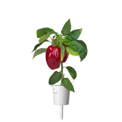 Click & Grow - Smart Garden Refill Red Sweet Pepper - Starter do Uprawy z Nasionami - Czerwona Słodka Papryka