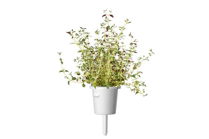 Click & Grow - Smart Garden Refill Thyme - Starter do Uprawy z Nasionami - Tymianek