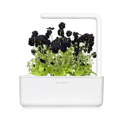 Click & Grow - Smart Garden Refill Black Pansy - Starter do Uprawy z Nasionami - Czarny Fiołek Rogoaty