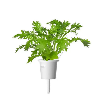 Click & Grow - Smart Garden Refill Leaf Mustard - Starter do Uprawy z Nasionami - Kapusta Sitowata