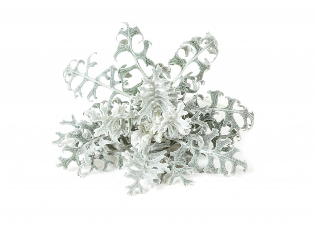 Click & Grow - Smart Garden Refill Dusty Miller - Starter do Uprawy z Nasionami - Starzec Popielny