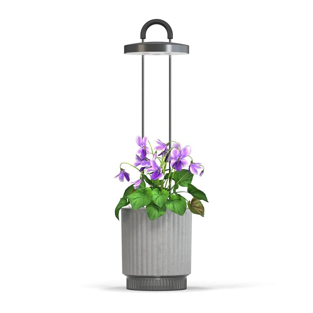 Click & Grow - HydroVase by Ermonix Indoor Plant Care Kit with LED Light - Doniczka z Lampą Led do Uprawy Roślin