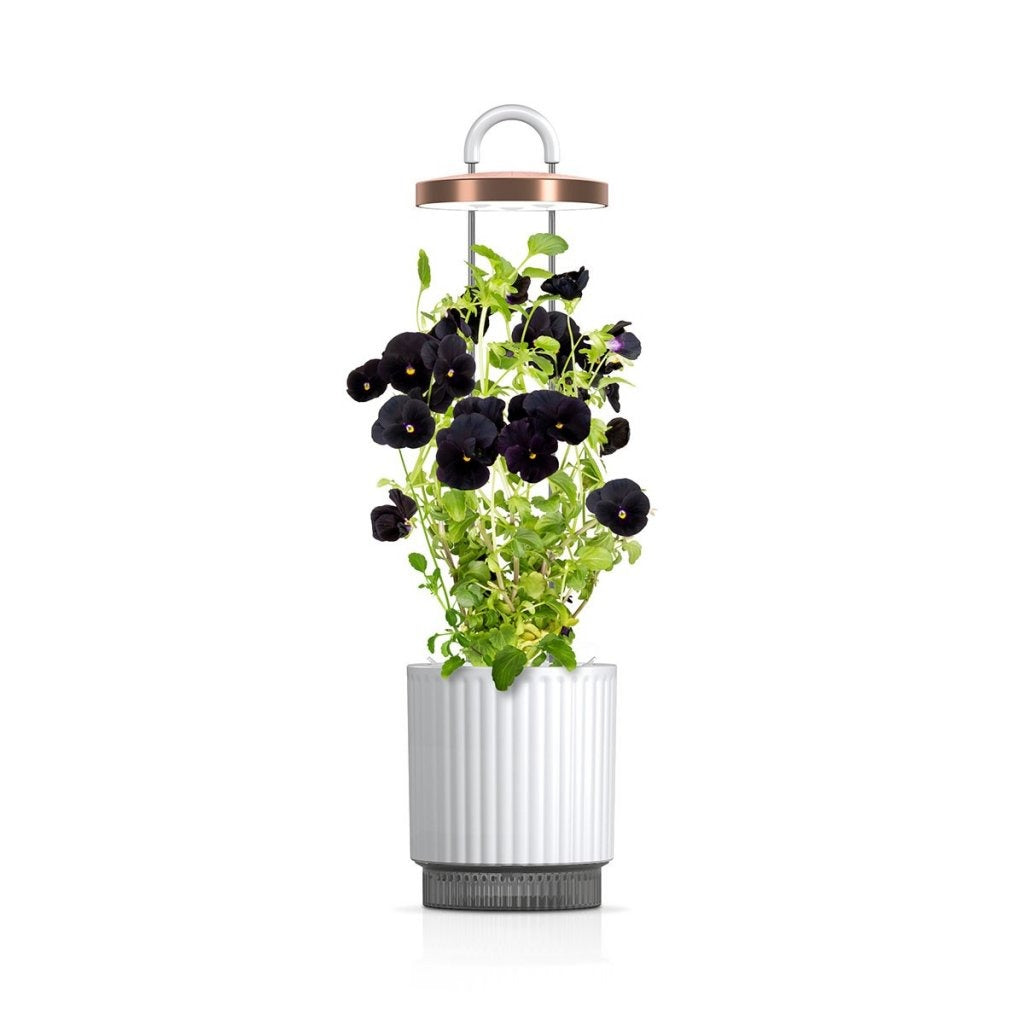 Click & Grow - HydroVase by Ermonix Indoor Plant Care Kit with LED Light - Doniczka z Lampą Led do Uprawy Roślin