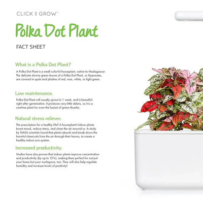 Click & Grow - Smart Garden Refill Polka Dot - Starter do Uprawy z Nasionami - Niedośpian Kłosolistny