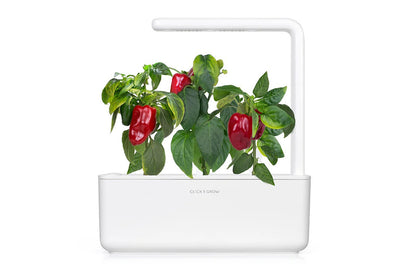 Click & Grow - Smart Garden Refill Red Sweet Pepper - Starter do Uprawy z Nasionami - Czerwona Słodka Papryka